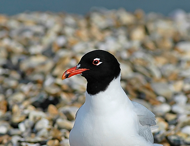 mediterranean gulls, gull-03.jpg - MEDITERRANEAN GULL - EASTNEY (MORE OF THESE IN THE 'SPECIALS' SECTION)